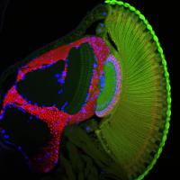 Visual System of the Fruit Fly