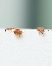 Bed Bugs on Furniture