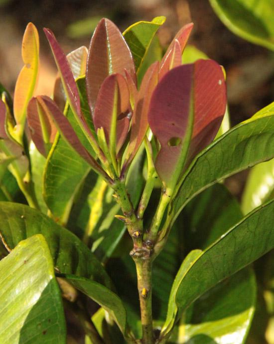 <i>Syzygium balgooyi</i>