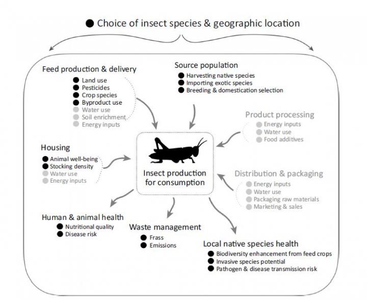 Factors Affecting the Sustainability of Insect Farming