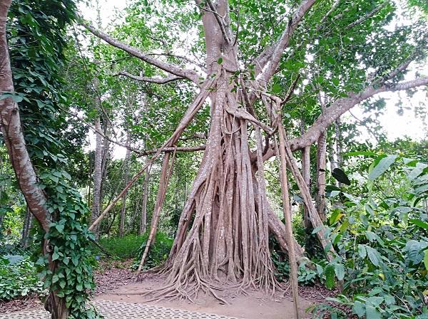 A banyan fig with thick air roots living in XTBG