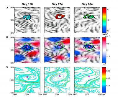 Phytoplankton Patch Morphology and Velocity Field Characteristics During Different Phases 