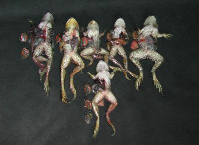 Adult Bullfrogs/Baby Turtles