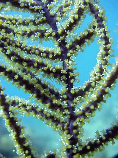 Female Colony With Eggs