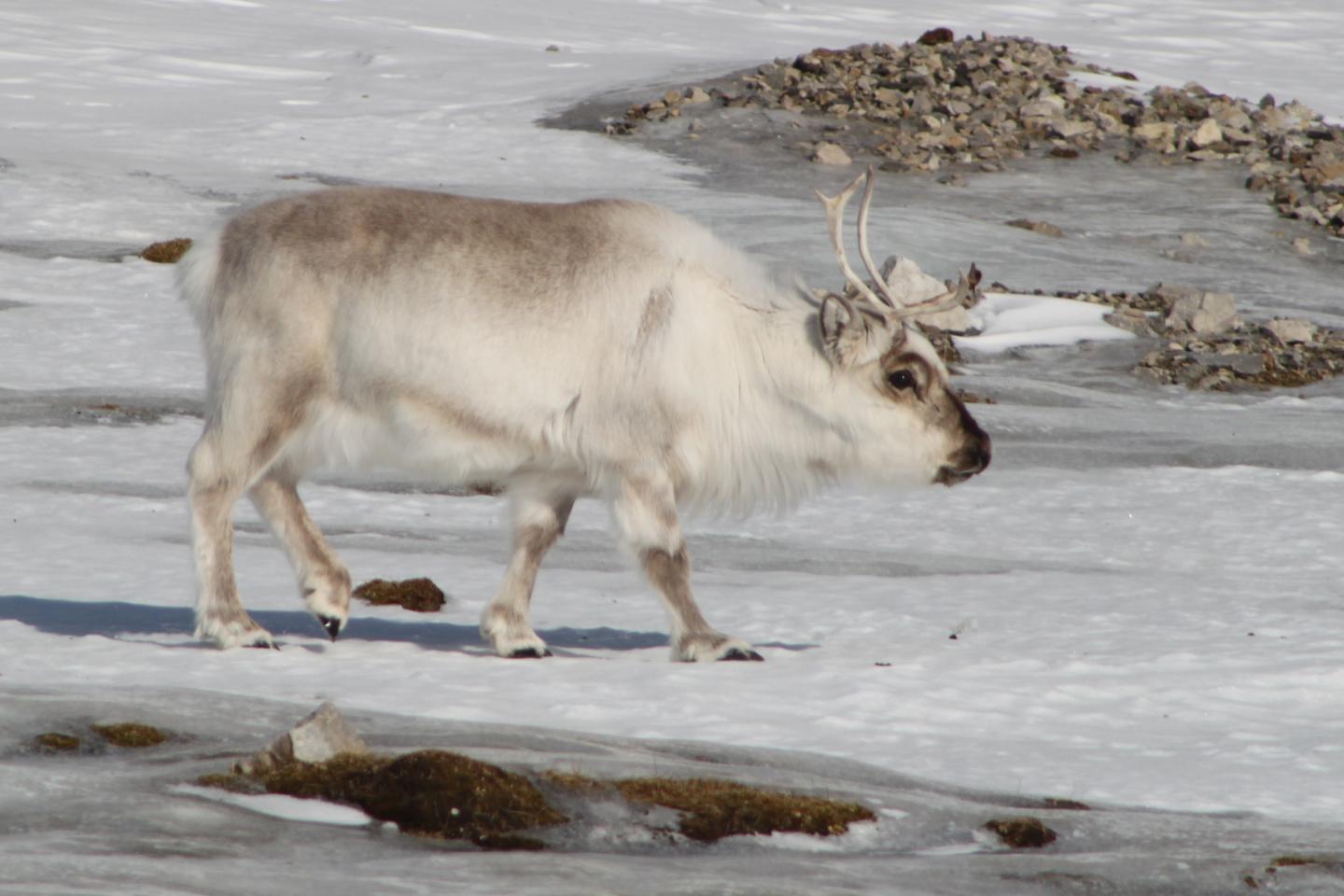 Heavy Icing Problematic for Grazing Reindeer