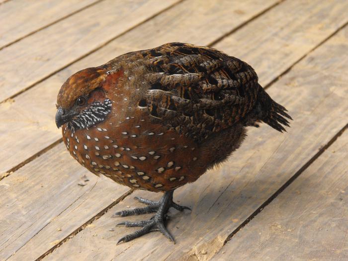 Spotted wood-quail, Costa Rica