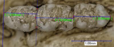 New Species is Ancestor of Modern Birch Mouse