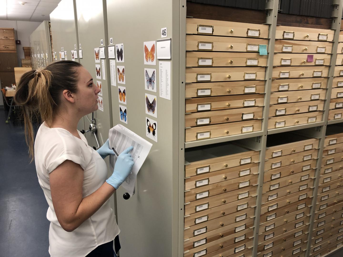 Researcher looks at butterfly specimens