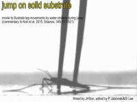 Water Strider Aquarius Paludum Jump On Solid Substrate