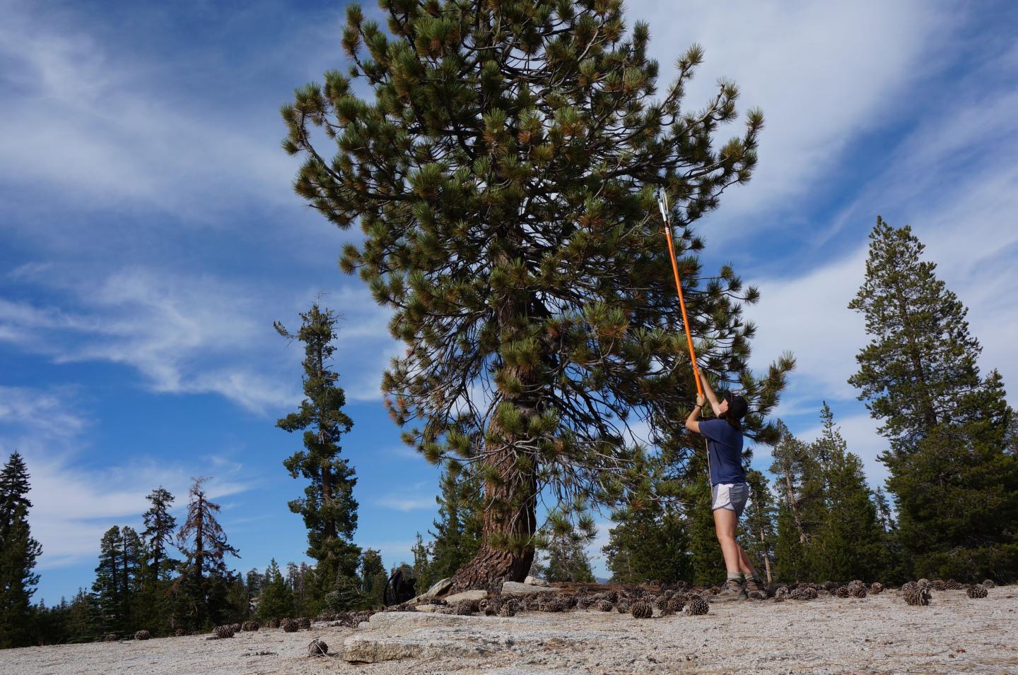 Sampling Pine Needles in the Sierra Nevadas