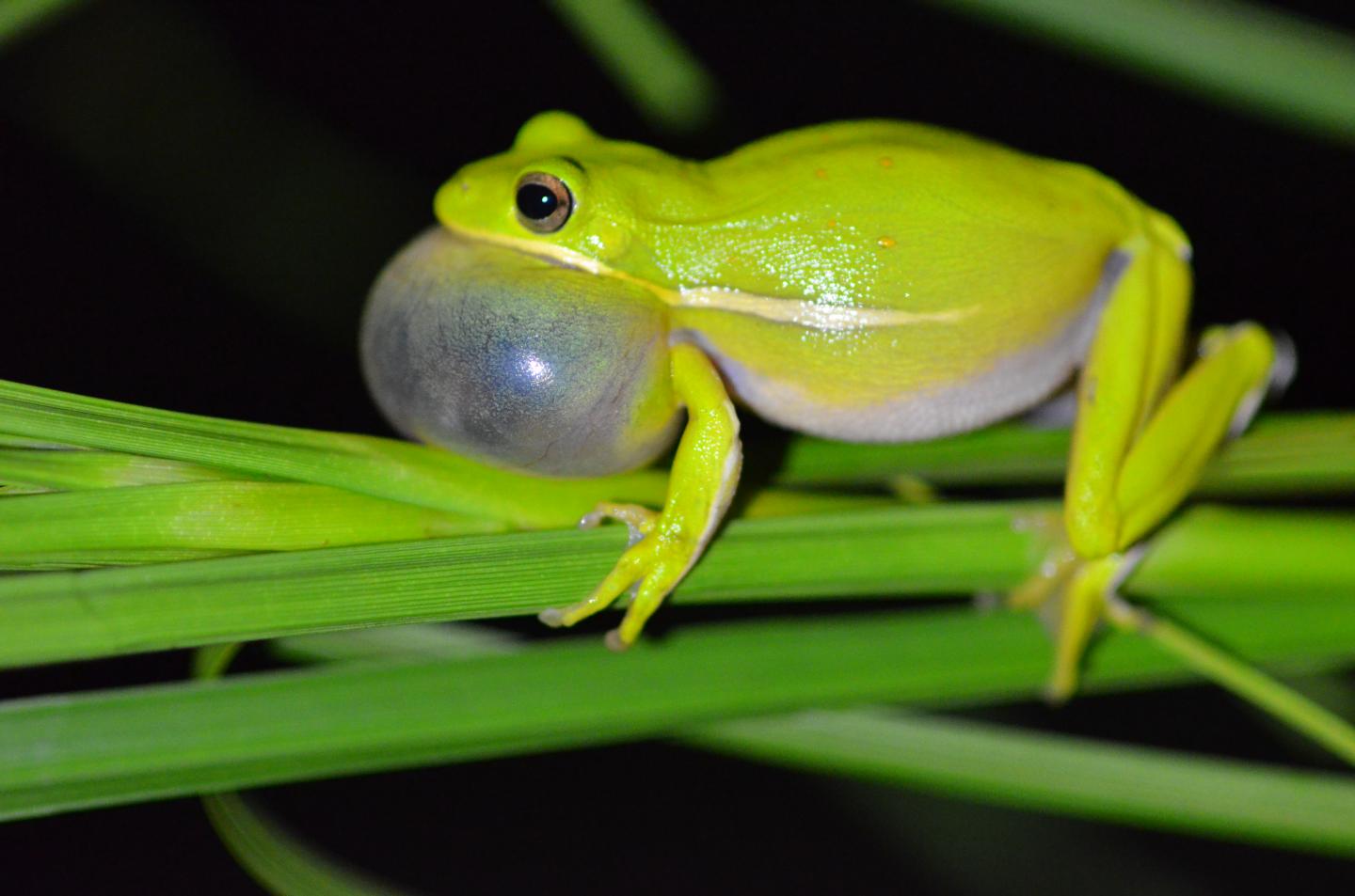 Male Green treefrog calling