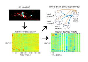 Neural activity motifs