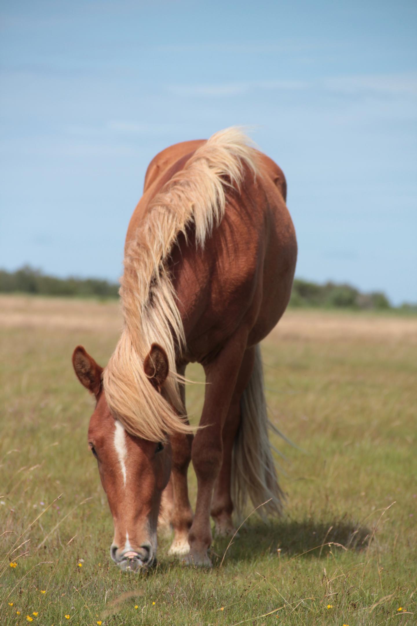 How Did Wild Horses Respond to Ancient Climate Changes? (2 of 4)