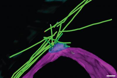 3-D Model of rMTOC Arrangement