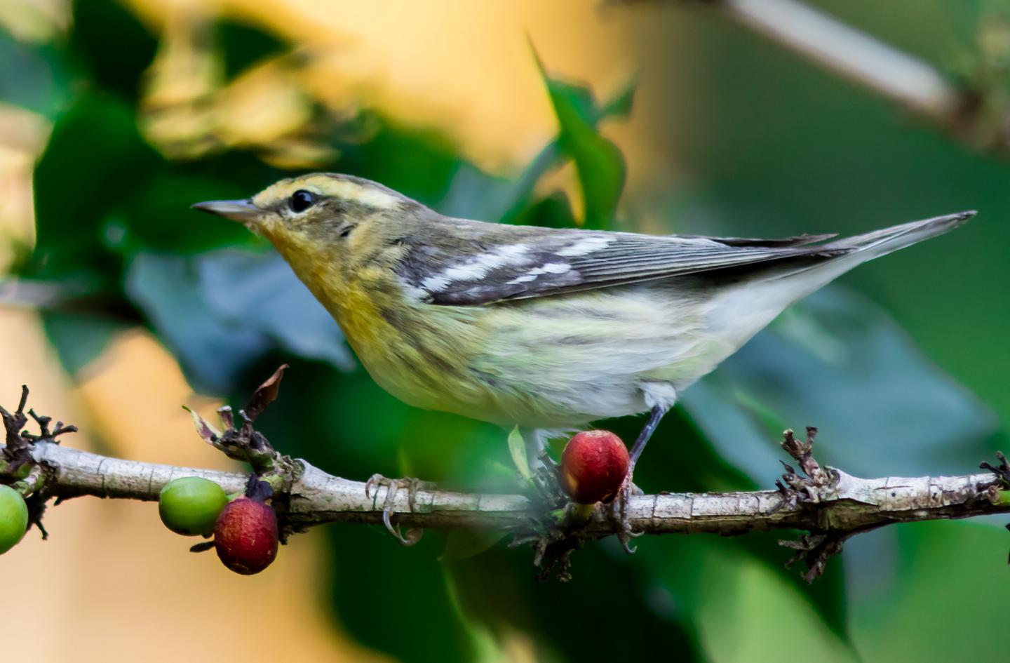 Bird in tree