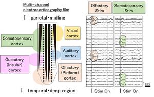 Detection of multisensory information from the same mouse using the developed electrocorticography device