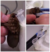 Tarantula Venom Protein May Serve as Bioinsecticide for Cotton Crop Pests
