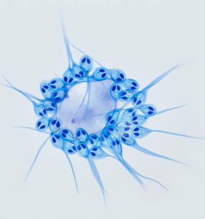 Spores of H. salminicola, Which Lacks a Mitochondrial Genome and Capacity for Aerobic Respiration