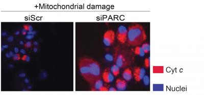Cytochrome C Stifled by PARC