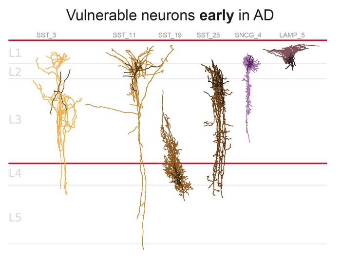 Early Neurons