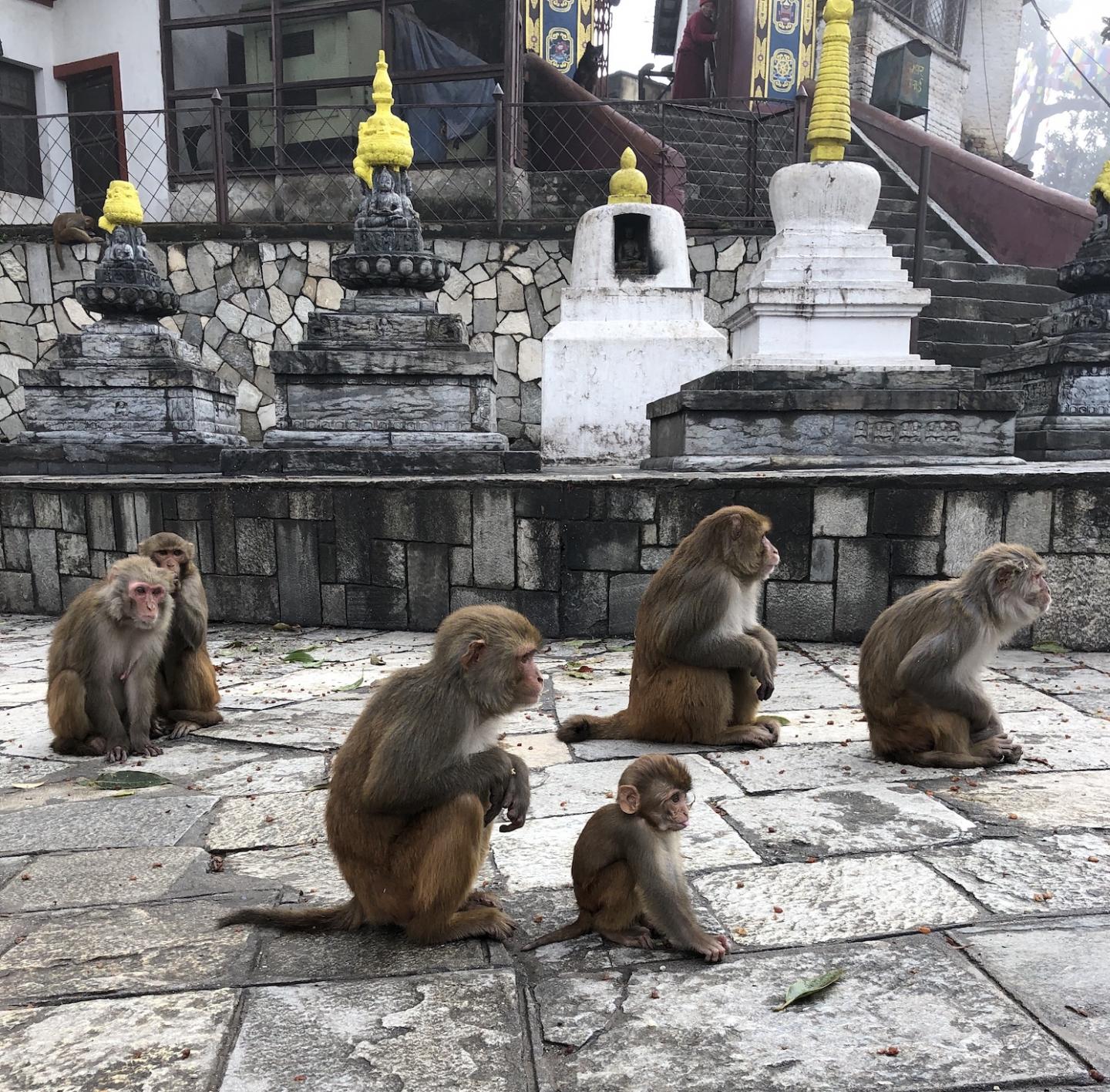 Rhesus macaques in Nepal