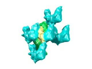 How a Bullet-Shaped Virus Assembles (3 of 5)