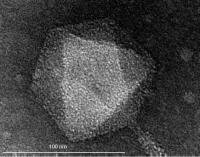 Citrobacter Rodentium Bacteriophage_3