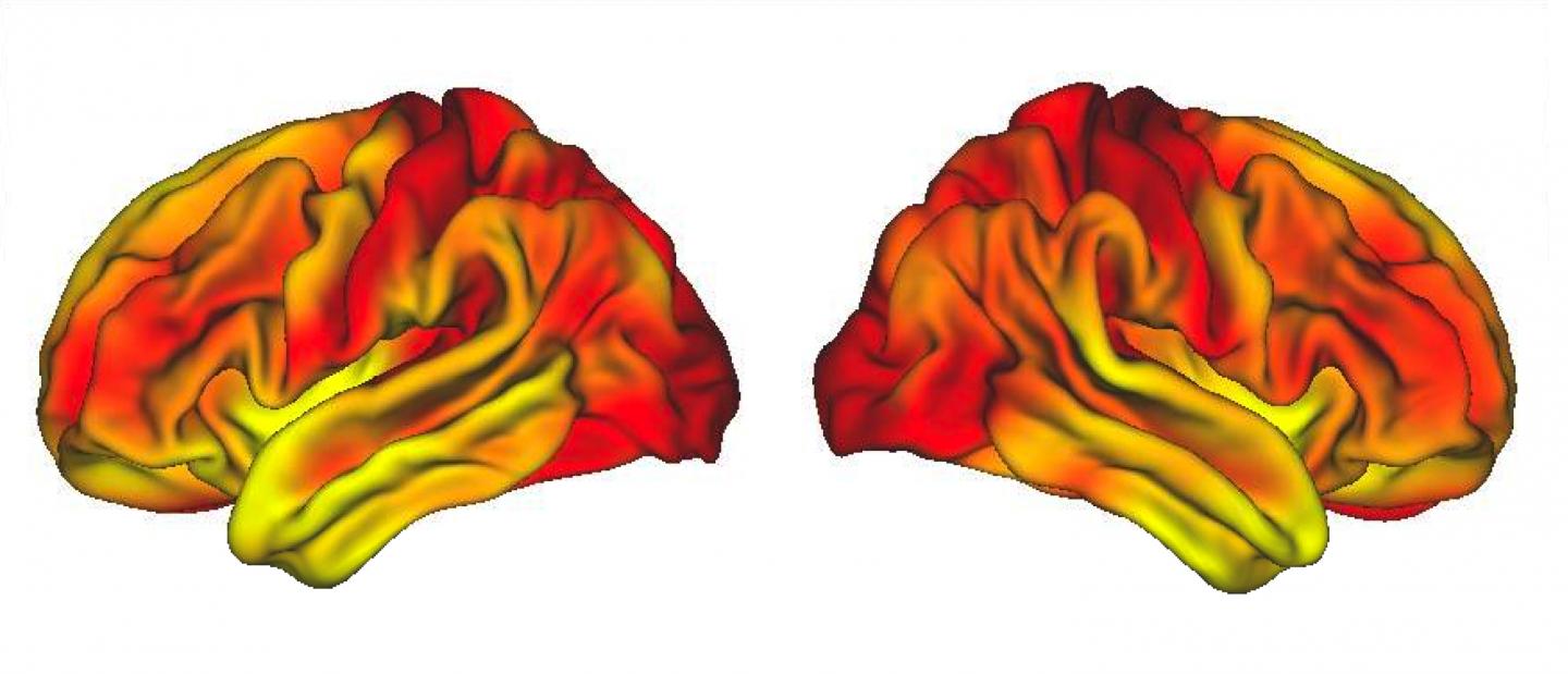 Study Suggests Relationship Between Socioeconomic Status and Adult Brain