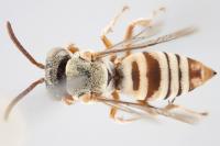 Female Cuckoo Bee, <i>Epeolus attenboroughi</i>