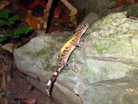 Cat Ba Tiger Gecko
