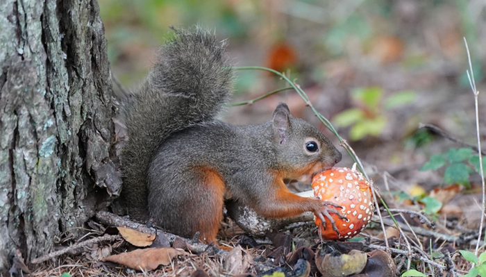 Japanese squirrels can consume 'poisonous' mu | EurekAlert!