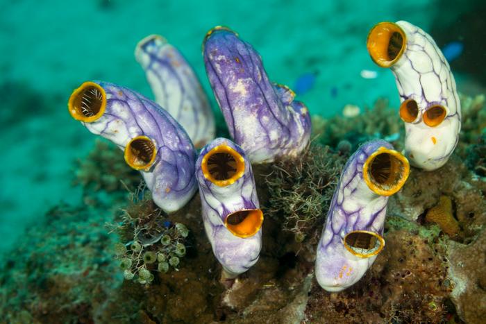 Sea squirts attached on reef