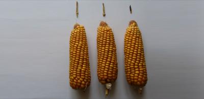 Corn