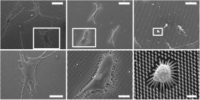 Microspot Arrays Engineer Substrate Rigidity