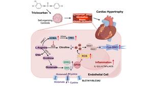 Triclocarban promotes myocardial hypertrophy by interfering with endothelial cell metabolism and promoting nitrosative stress