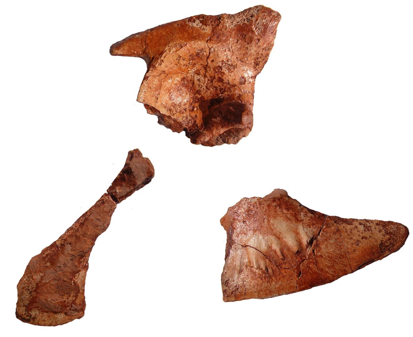 Pelvis Fragments