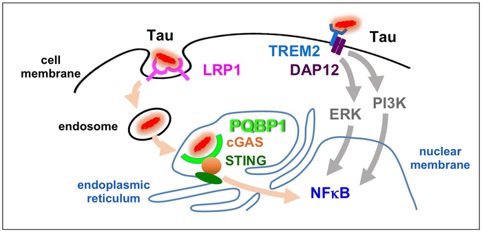Figure 2. Two pathways independently activate microglia.