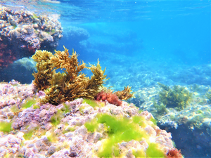 Underwater seaweed garden, Bat-Yam, Israel.