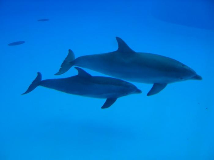 Dolphins are also strictly aquatic and therefore very similar to sea cows in their ecology and swimming mode of locomotion. However, they are very distantly related to sea cows.