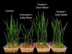 Durian helps rice plants thrive in salty soil