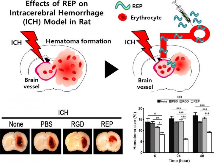 Effects of REP on Intracerebral Hemorrhage Model