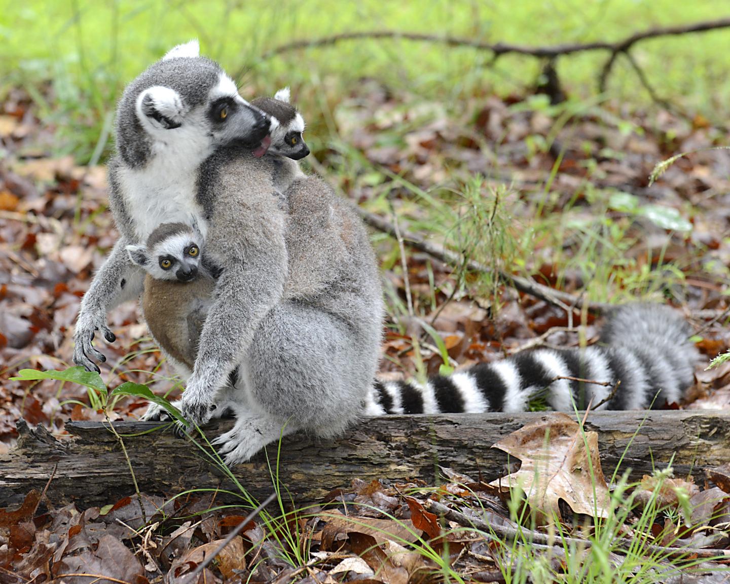 Ring-Tailed Lemur Mother and Babies