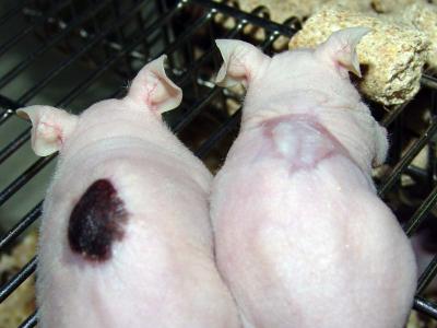 Bioengineering to Repair and Generate Healthy Skin