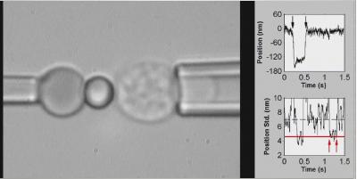 Mechanical Study of T cells