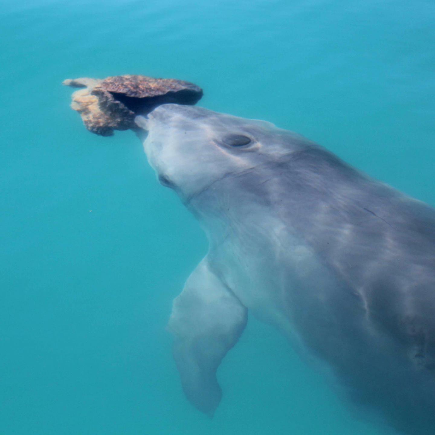 Bottlenose Dolphin