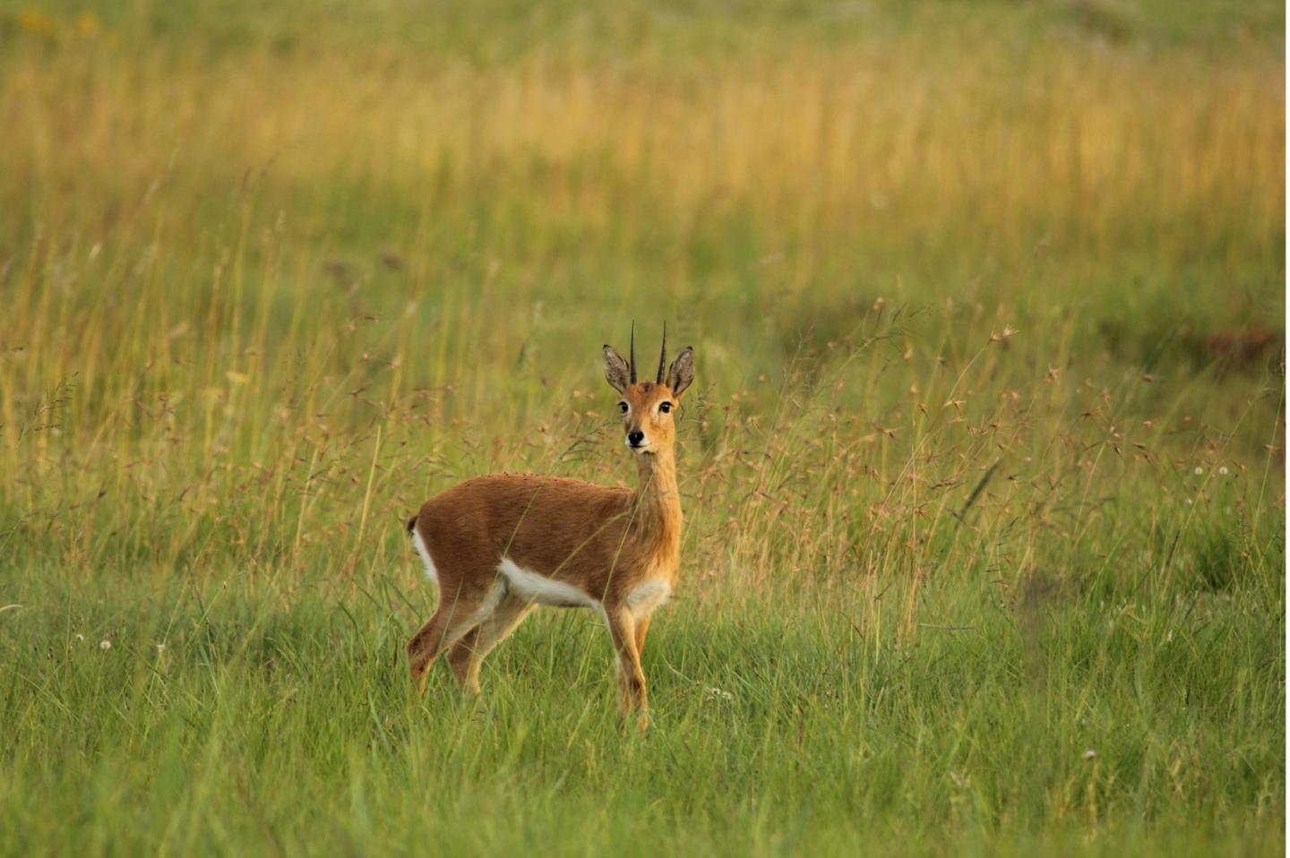 Oribi