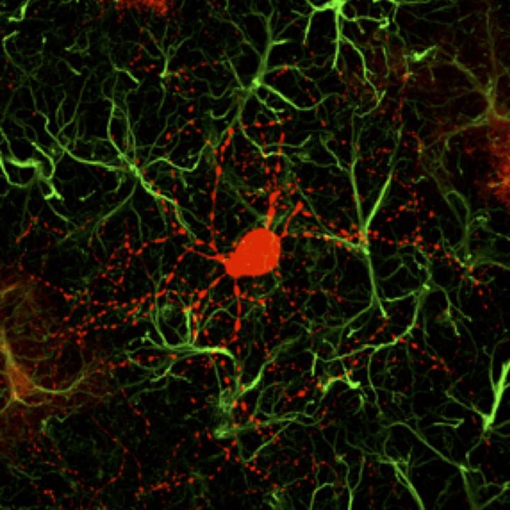 Astrocyte-Converted Neuron