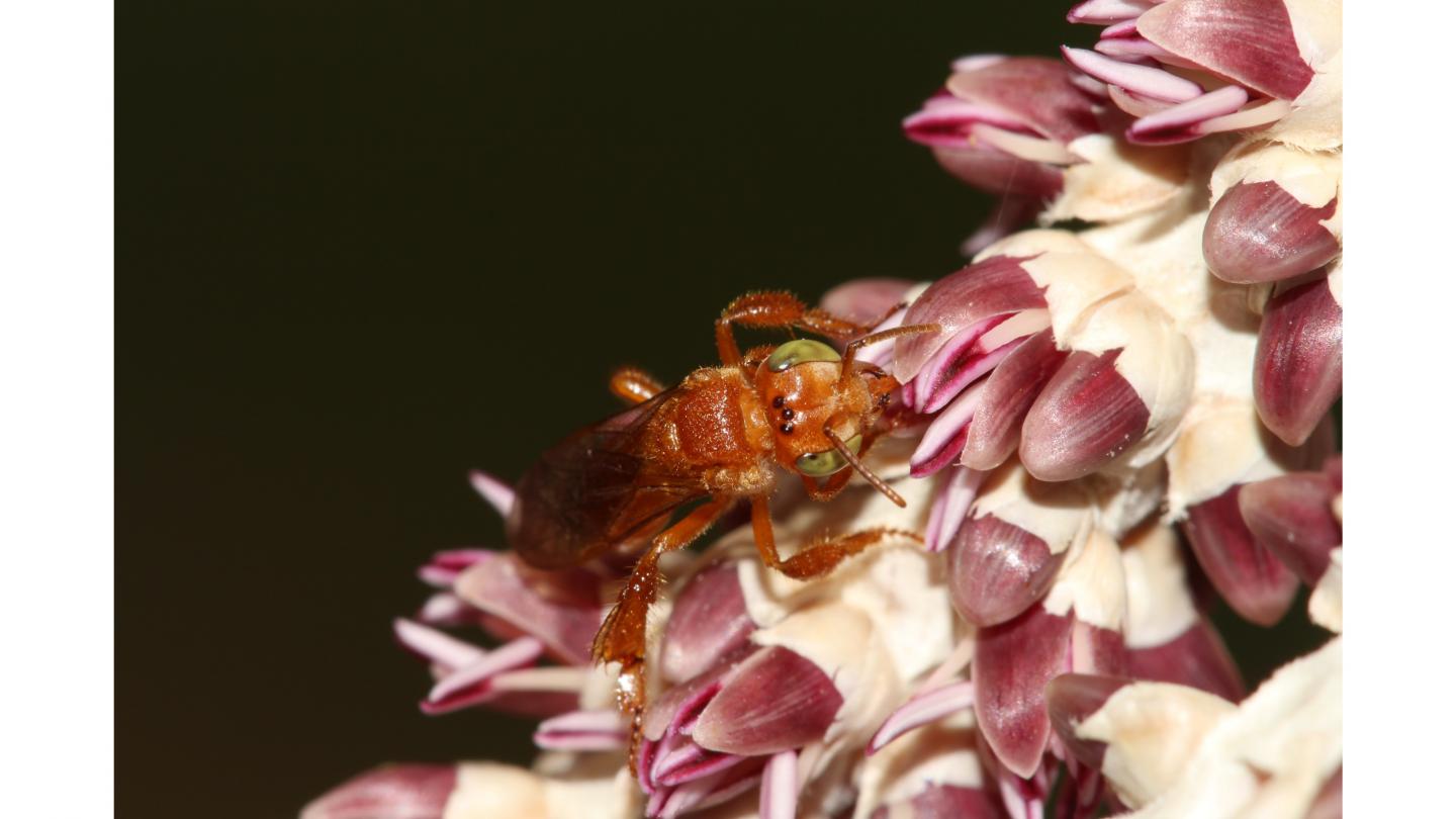 Insect pollinating a&ccedil;a&iacute; palm.