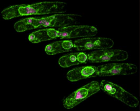 Series Shot of Mutant Cell Dividing