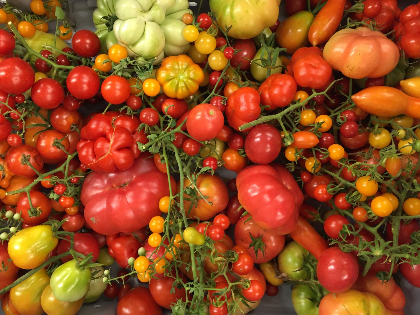 A Variety of Wild, Intermediate Type and Domesticated Tomatoes